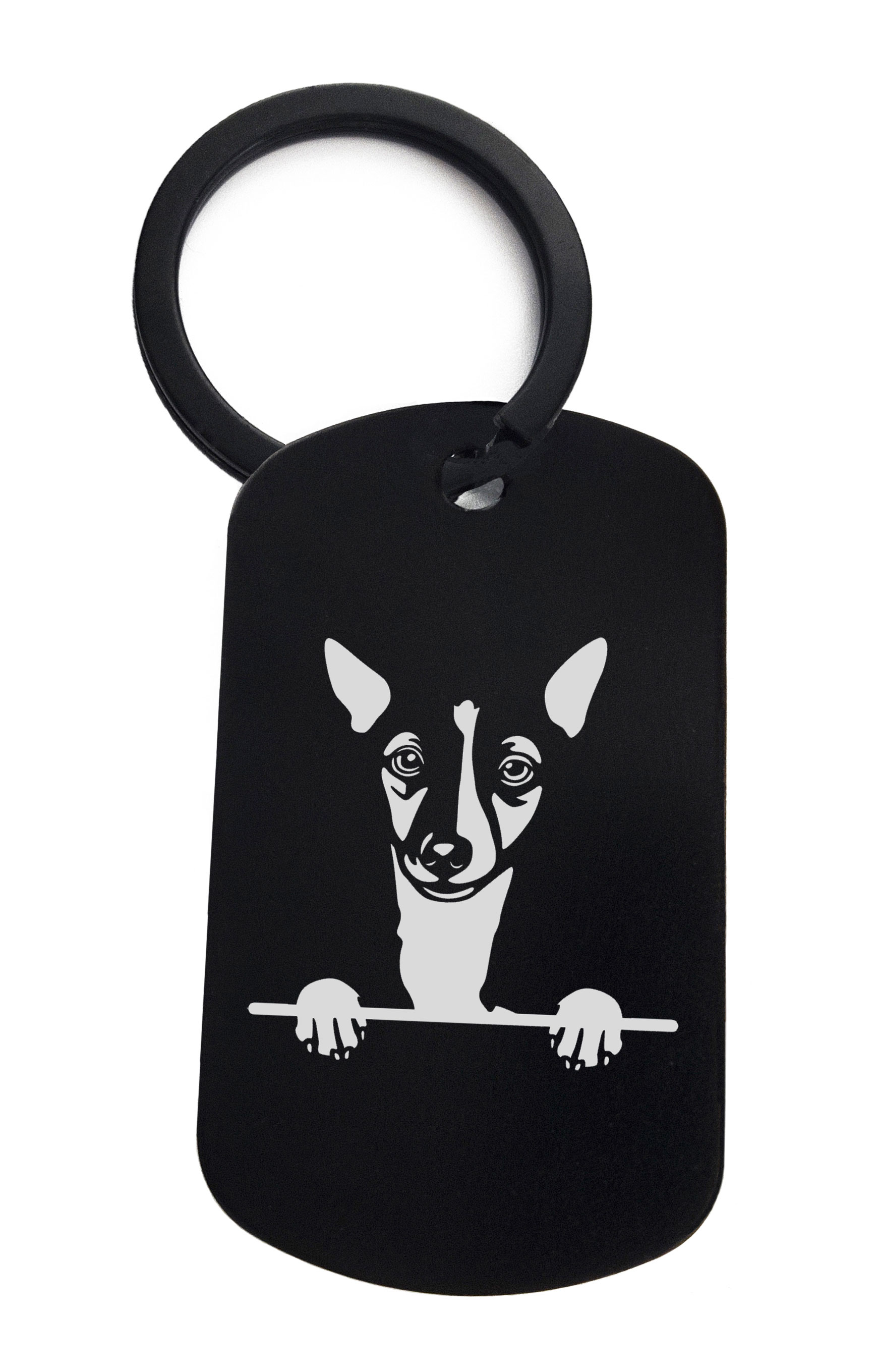 Portuguese Podengo Pequenos Cute Dog