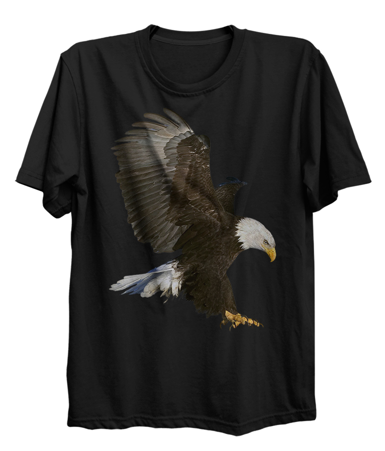 Bald Eagle American Bird