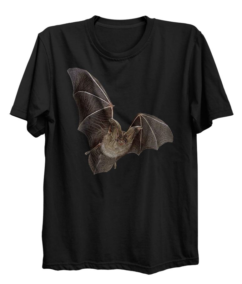 Bat Flying Mammal Spirit Animal